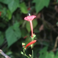 Ipomoea hederifolia L.